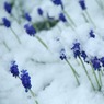 RodMorrod_Sainsbury_GrapeHyacinthswithIce.jpg