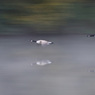 SteveMundy_20081025-018a.jpg