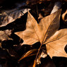 Leaf-One.jpg