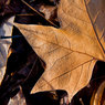 Leaf-Two.jpg