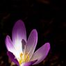 Wisley_Gardens1-1resize.jpg