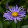 Wisley_Gardens1-2resize.jpg