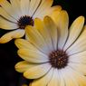 Wisley_Gardens1-4resize.jpg