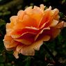 Wisley_Gardens1-5resize.jpg