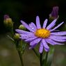 Wisley_flower_edits-1resize.jpg