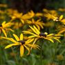 Wisley_flower_edits-2resize.jpg