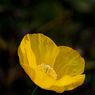 Wisley_gardens-05resize.jpg