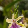 Wisley_gardens-06resize.jpg