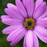 Wisley_gardens-08resize.jpg