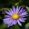 Wisley_gardens-10resize.jpg