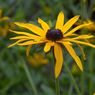 Wisley_gardens-12resize.jpg