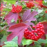 Berries2.jpg