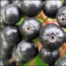Berries3.jpg