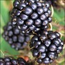 Blackberries.jpg