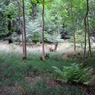 ShotridgeWood.jpg