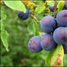 damsons.jpg