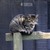 Cat.jpg