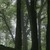 WoodsnearDevilsPulpit.jpg