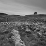 _DSC1375.jpg