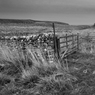 _DSC1378crop.jpg